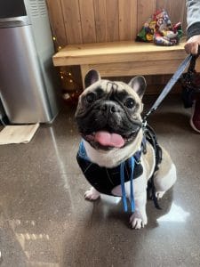 Acu Li – Clínica Veterinaria — foto