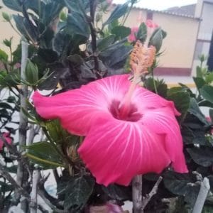 IE San Martin de Porres 10014 — foto