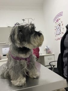 Lolita Pet Center — foto