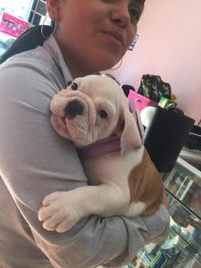Lolita Pet Center — foto