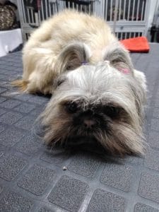 Lolita Pet Center — foto