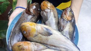 LOMO DE CORVINA.Cocina Marina . — foto