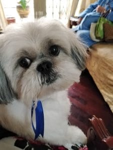 Pet Time Veterinaria – Jesús María — foto