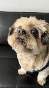 Pet Time Veterinaria – Surco — foto