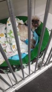 Pet’s Place – Clínica veterinaria y petshop — foto