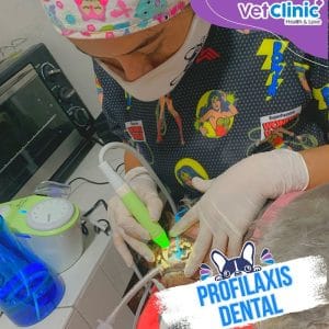 VetClinic — foto