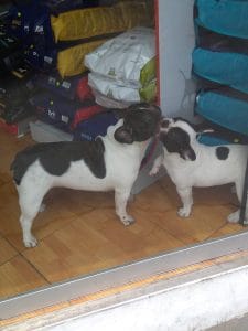 VetClinic — foto