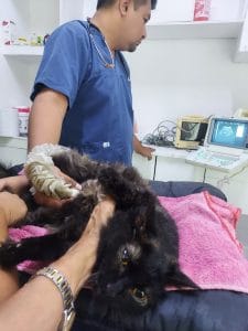 Veterinaria D Mascota – clínica veterinaria — foto