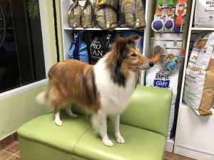 Veterinaria Goicochea — foto