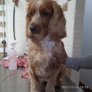 Veterinaria ZoeVet Arequipa — foto